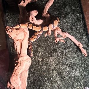 Meet your Posher, Diana